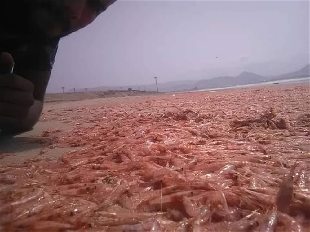 لجنة حكومية تبحث في ساحل "المكلا" ظاهرة نفوق الآلاف من أسماك الجمبري