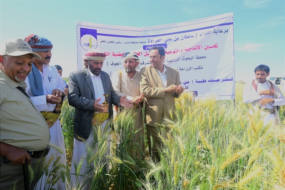 بعد نجاح كافة مراحل الاختبار... مارب تدشن زراعة صنف جديد من القمح بقدرة إنتاج عالية