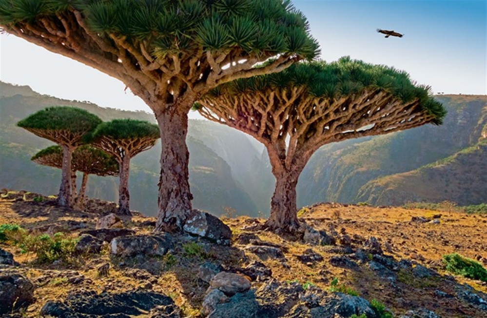 محافظ سقطرى يوجه بحصر الاعتداءات على أراضي الدولة