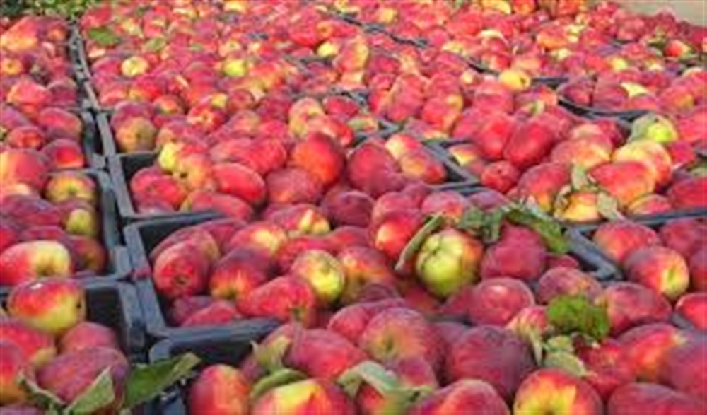 التفاح المستورد يغرق السوق اليمني وكساد كبير للمحصول المحلي