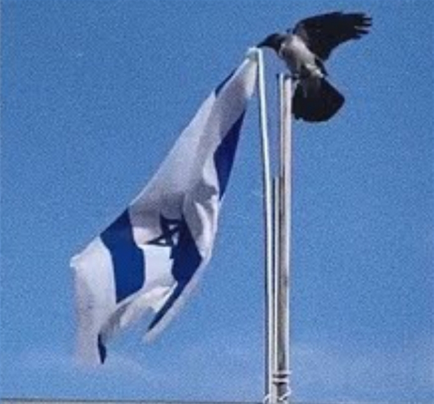شاهد... غراب ينتزع علم إسرائيل ويلقيه أرضا