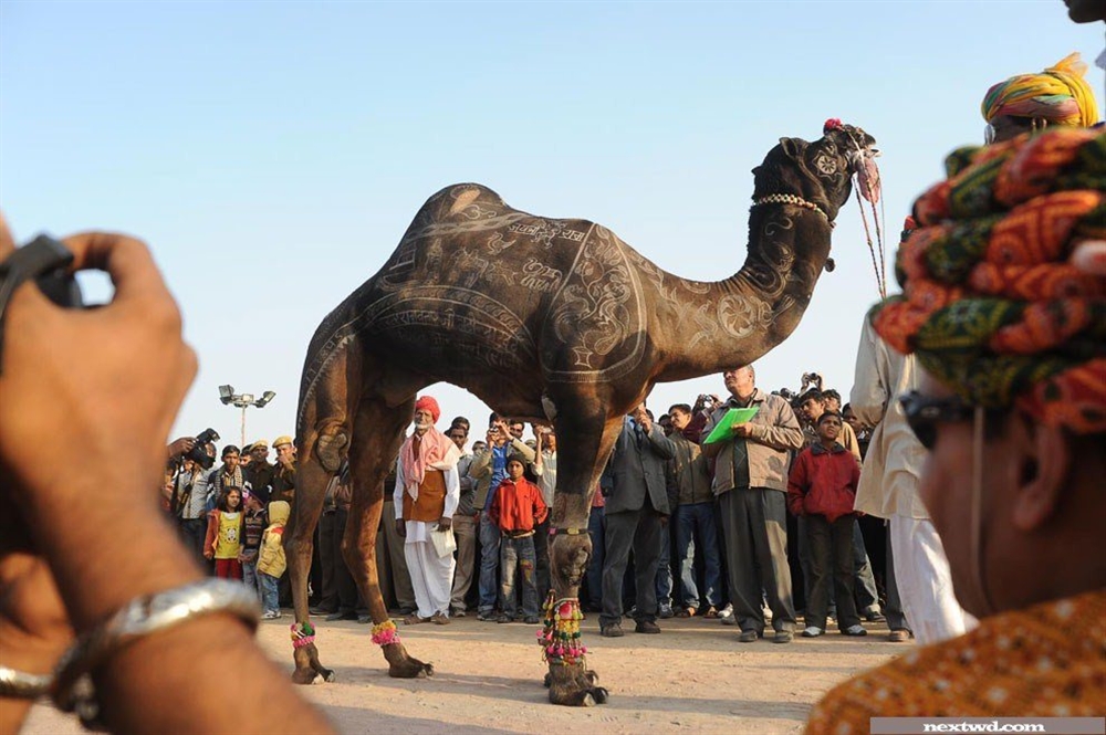 تعرف على أكبر معرض لبيع" الإبل" في العالم