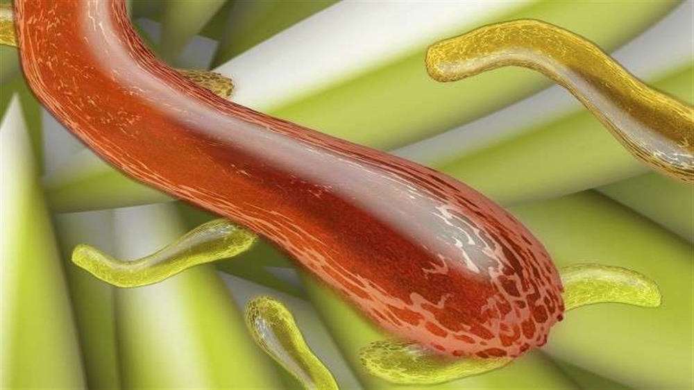 الأطباء يحذرون من "سوبر بكتيريا" تسبب العقم