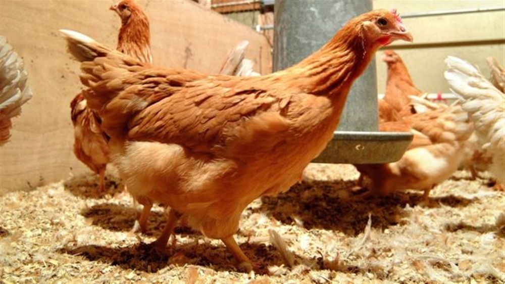 باحثون: بيض الدجاج المعدل وراثيا "يعالج" مرض السرطان