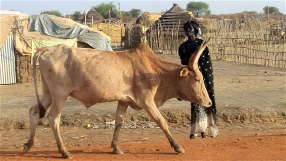 فتاة سودانية رفضت مهراً 40 بقرة فقتلوها