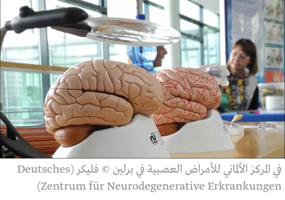 دراسة: أوجه تشابه مذهلة بين الدماغ والخصيتين لا توجد بين أي عضوين آخرين لدى البشر
