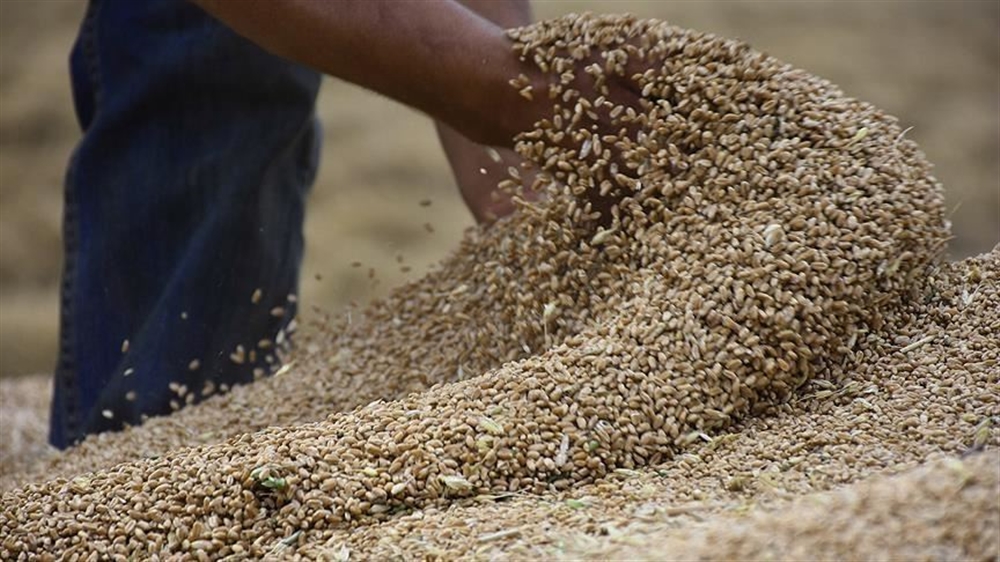 ما تأثيرات تعطل إمدادات القمح الأوكراني على الأوضاع في اليمن؟... موقع بريطاني يجيب