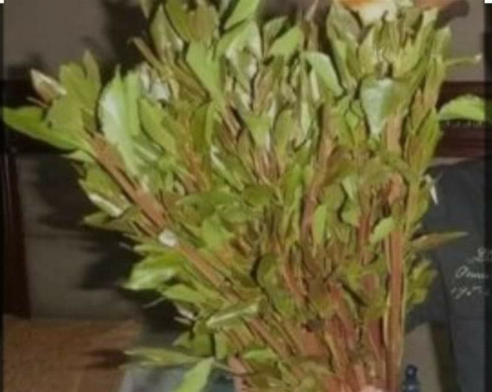 السوق اليمني يفتح أبوابه لـ"القات الهرري" الاثيوبي وخبير اقتصادي يتحدث عن آثاره الايجابية على الاقتصاد