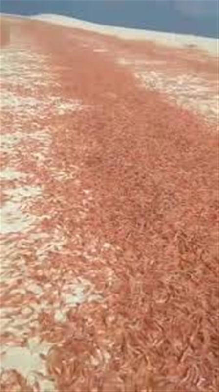 مركز دراسات يحذر من مخاطر بيئية بعد نفوق جماعي للربيان في سواحل سقطرى