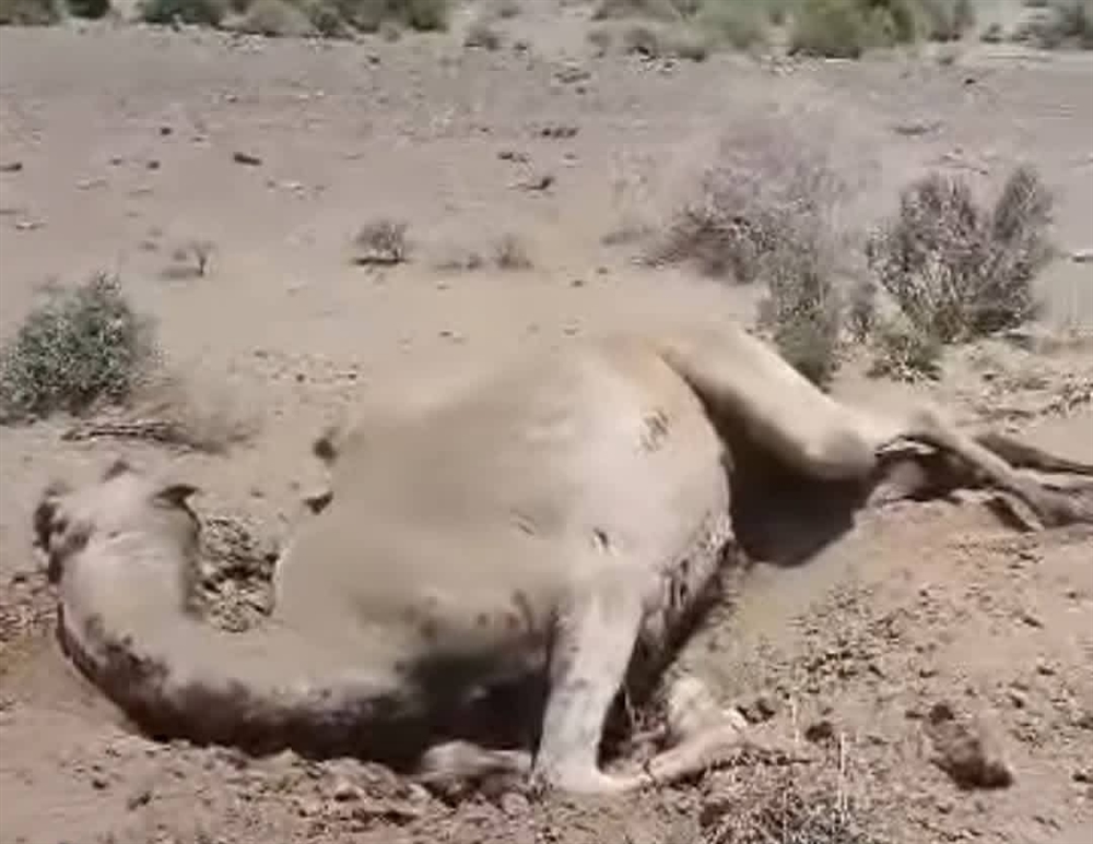تعز.. نفوق ناقة بانفجار لغم حوثي في المخا