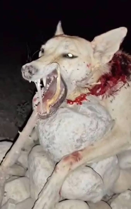حضرموت.. حيوان مفترس يصيب 14 شخصًا في مديرية الريدة وقصيعر